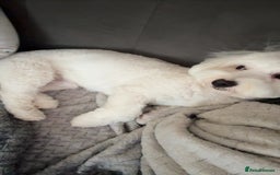 Mixed Breed dogs for sale: Mr Luka  - Image 3