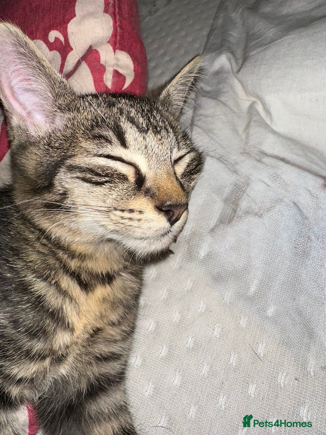 Mixed Breed cats for sale: 5 baby’s ready for there forever homes  - Image 4