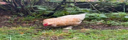 Chickens poultry for sale: Mixed Bantam Hen  in Waterlooville - Advert 2