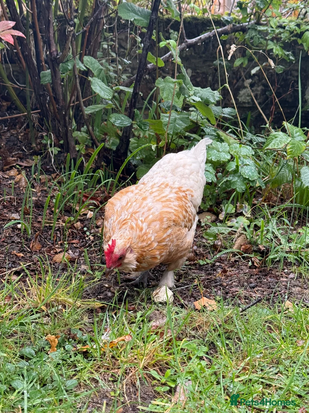 Chickens poultry for sale: Mixed Bantam Hen  in Waterlooville - Advert 2