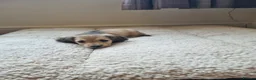 Miniature Dachshund dogs for sale: Gorgeous Long Haired Cream Miniature Dachshunds - Advert 16