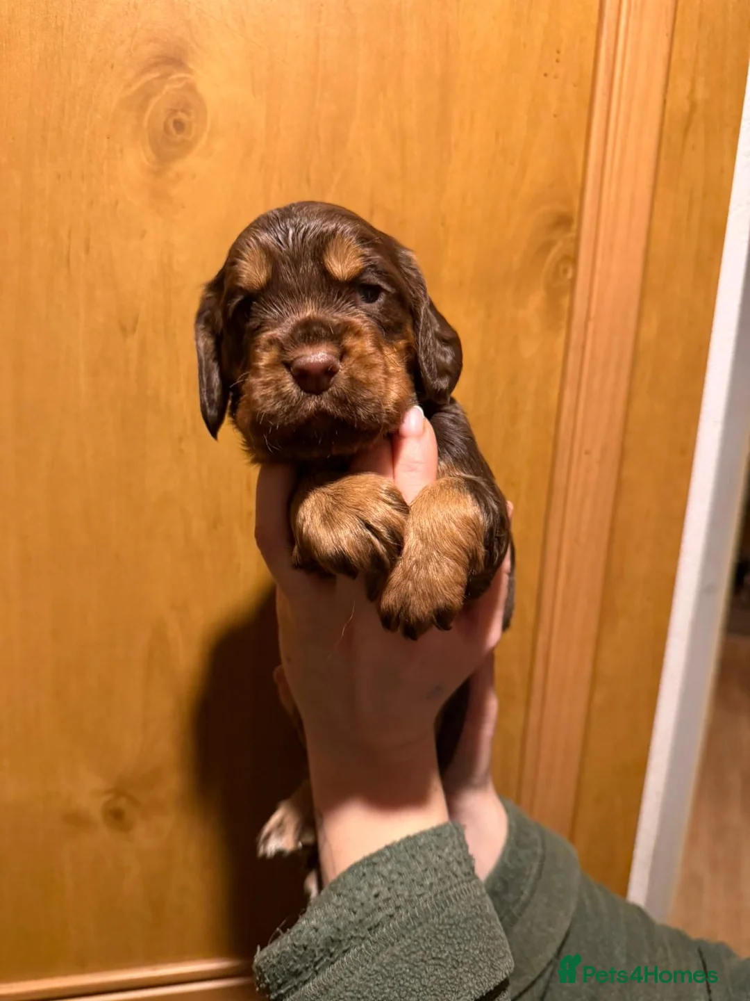 Cocker Spaniel dogs for sale: Fully health tested liver and tan cockers  - Advert 8