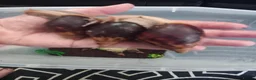 Snails invertebrates for sale: Giant African Land Snails Juveniles in Milton Keynes - Advert 7