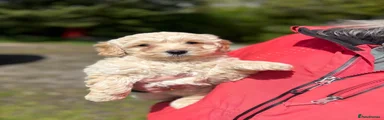 Labradoodle Puppy 3