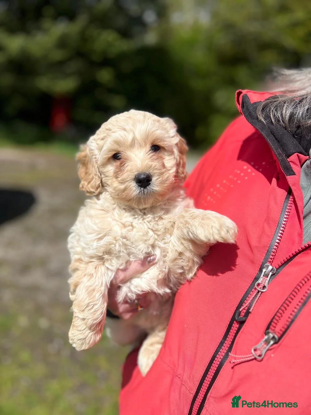 Labradoodle dogs for sale: Beautiful Labradoodle Puppies  in Bacup - Advert 1