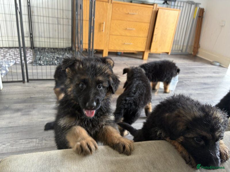 German Shepherd dogs GermanShepherd puppy’s GSD - Advert 1