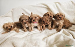 Cavapoo dogs for sale: Adorable F1b Cavapoo Puppies Ready from 20th Sept - Image 26