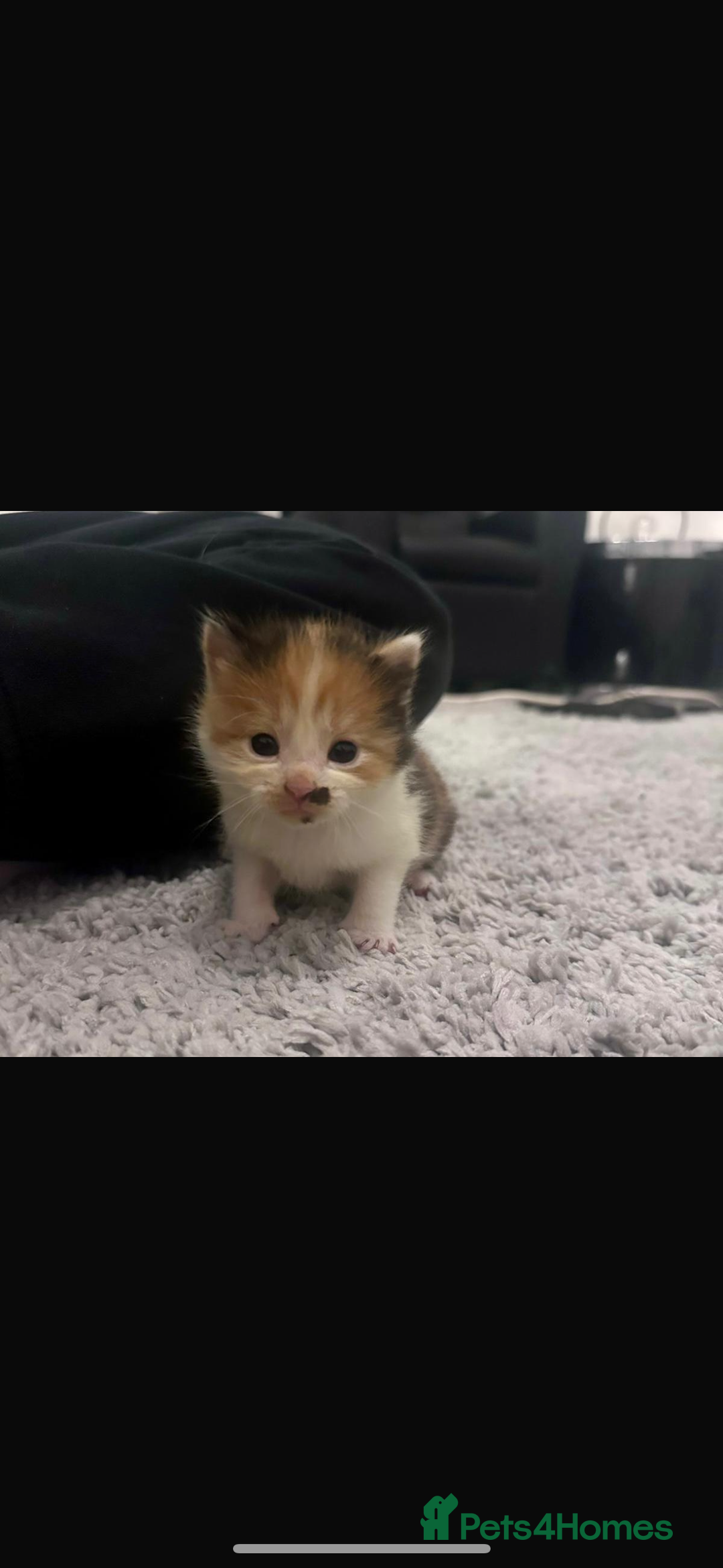 Mixed Breed cats for sale: 5 beautiful kittens for sale  - Image 11