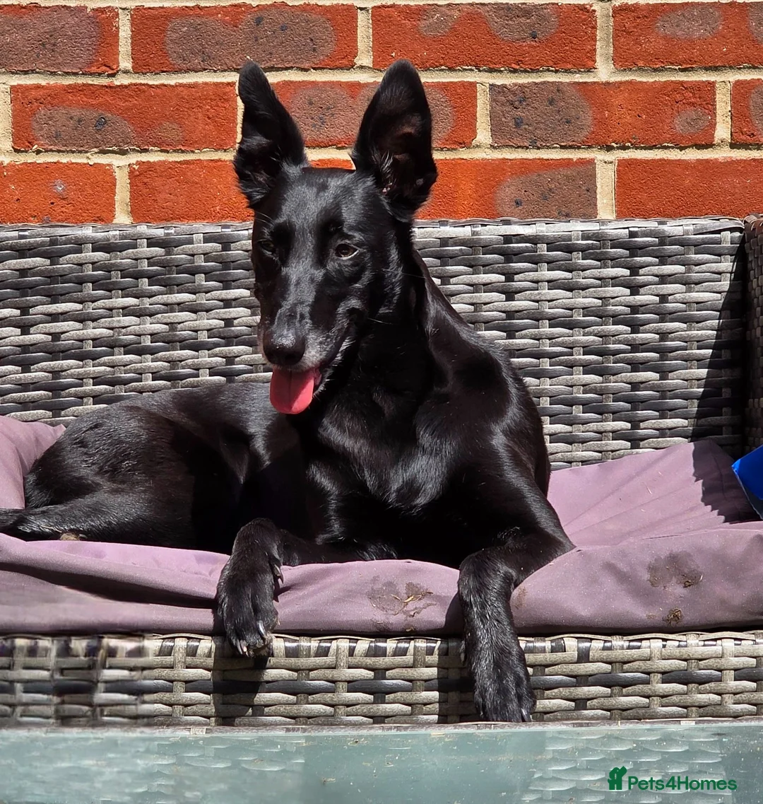 Lurcher dogs for sale: 7 year old Loving Lurcher  in Bracknell - Advert 2