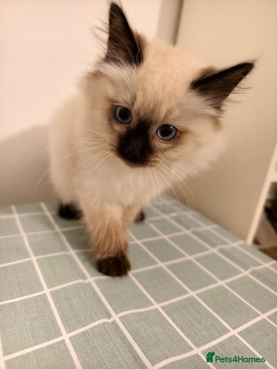 Ragdoll cats for sale: Beautiful Seal Point Ragdoll Kittens – for sale - Advert 11