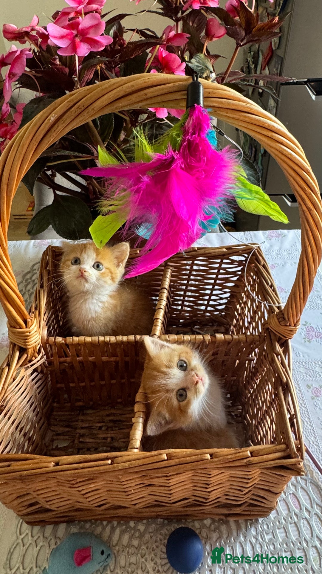 Persian cats for sale: Half Persian 2 Boys  - Image 6