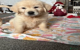Golden Retriever dogs for sale: Golden retriever puppies  - Image 8