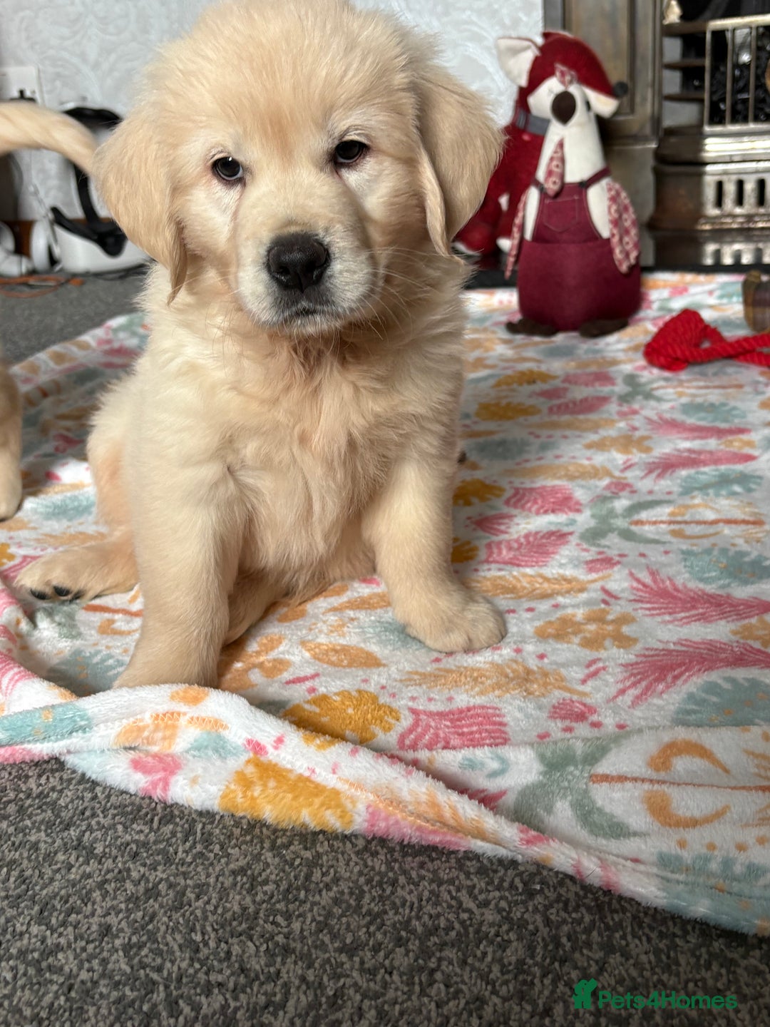 Golden Retriever dogs for sale: Golden retriever puppies  - Image 8
