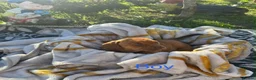 Mixed Breed dogs for sale: 🐾 4 BEAUTIFUL AMERICAN BULLDACH PUPPIES  - Advert 5
