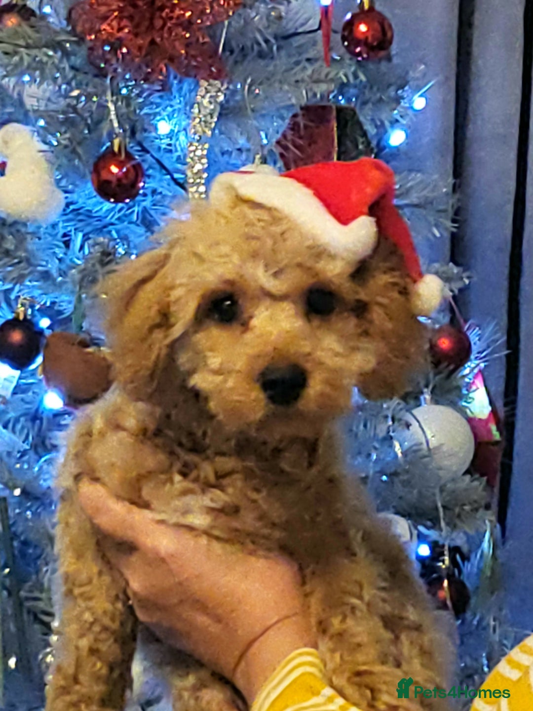 Cavapoochon dogs for stud: Bruce - Image 3