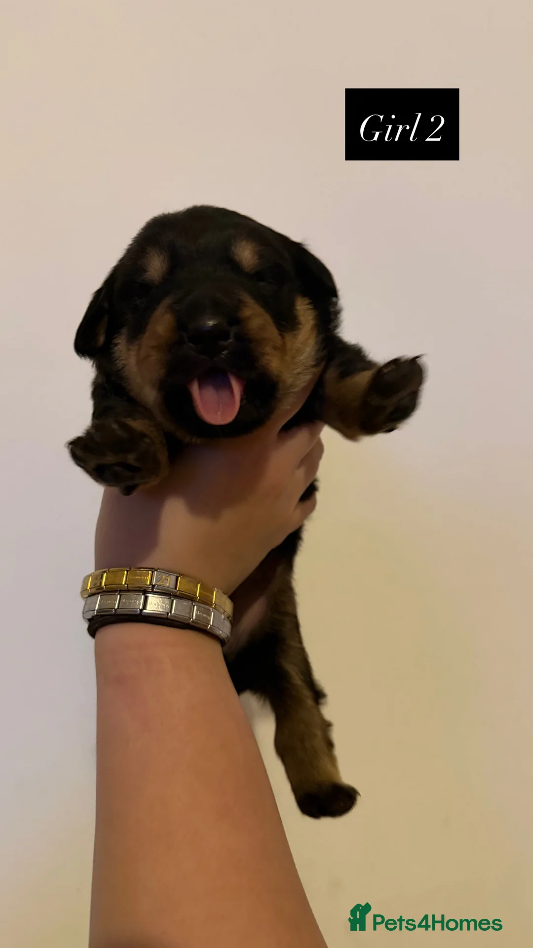 Mixed Breed dogs for sale: Golden Retriever x Rottweiler Puppies - Edinburgh in Edinburgh - Advert 6