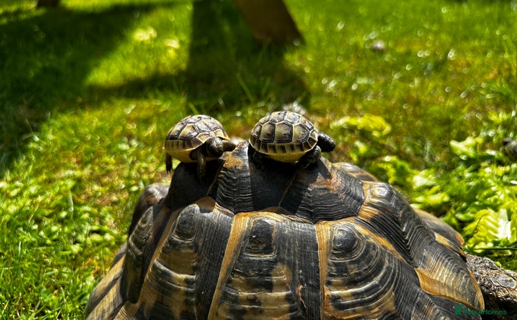 Tortoise reptiles - Advert 3