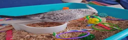 Cockatiels birds for sale: Hand reread hand tame female cockatiel  - Advert 11