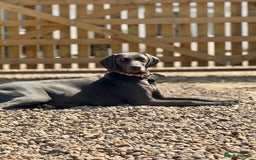 Weimaraner dogs for sale:  KC Reg Weimaraner Pups from Champion Bloodlines ✨ - Image 6