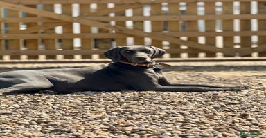 Weimaraner dogs - Advert 16