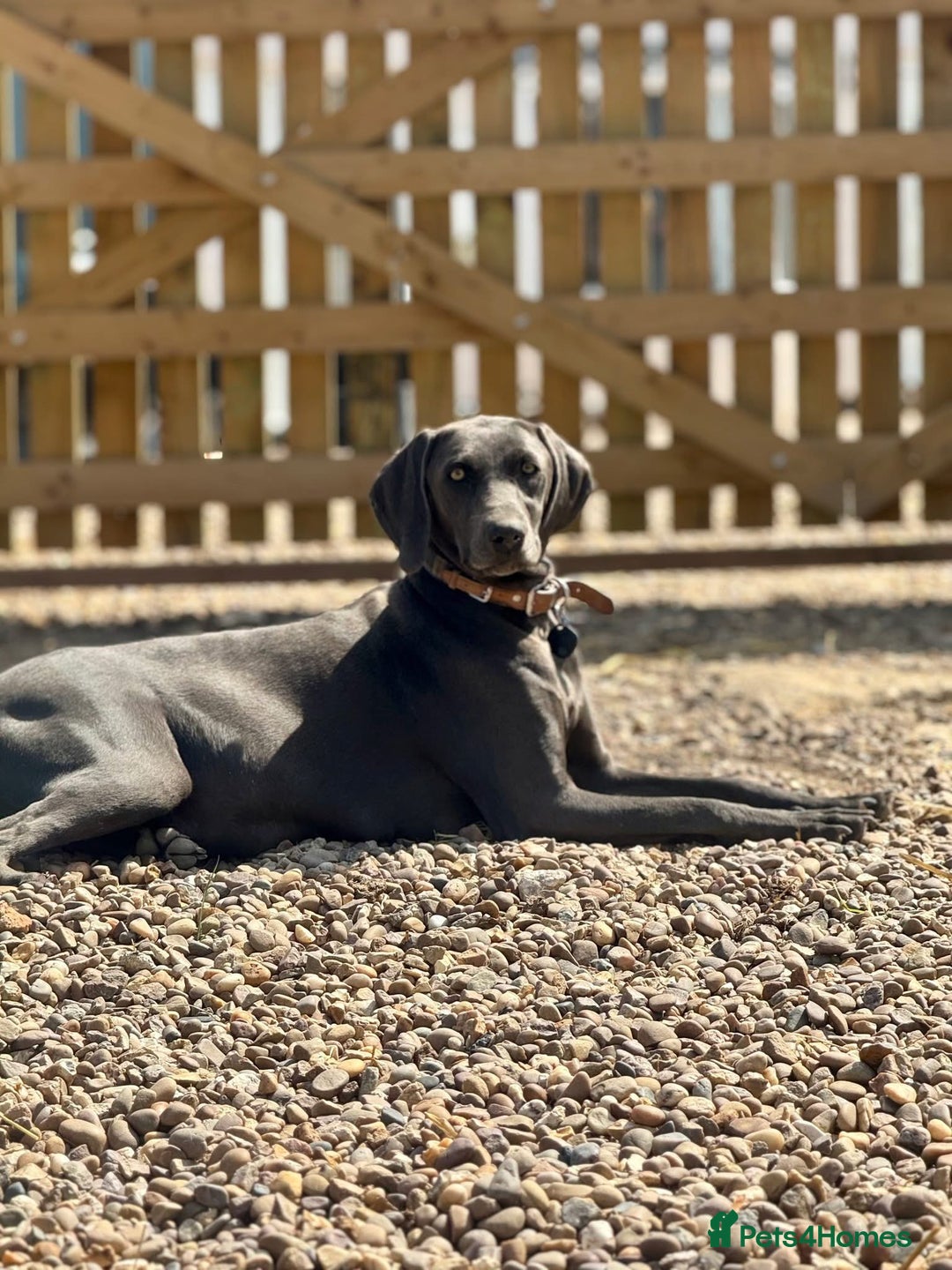 Weimaraner dogs for sale:  KC Reg Weimaraner Pups from Champion Bloodlines ✨ - Image 6