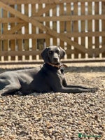 Weimaraner dogs - Advert 1