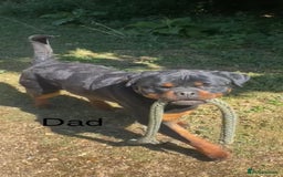 Rottweiler dogs for sale: Beautiful Rottweiler Pups, Ready this week! - Image 13