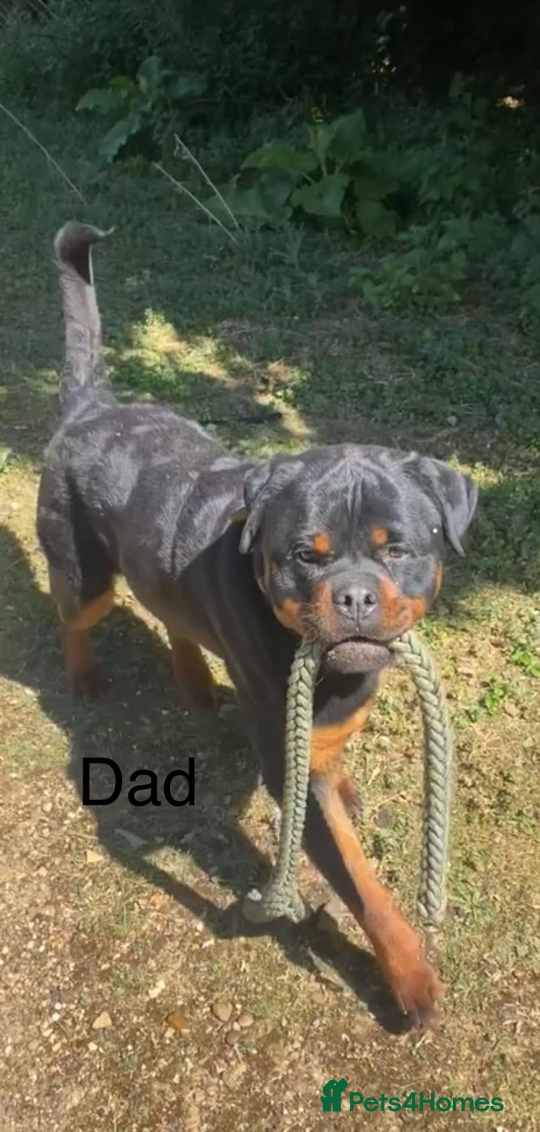 Rottweiler dogs for sale: Beautiful Rottweiler Pups, Ready this week! - Image 13