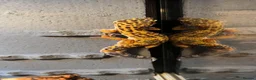 Leopard Gecko reptiles for sale: Leopard ghecko - Advert 2
