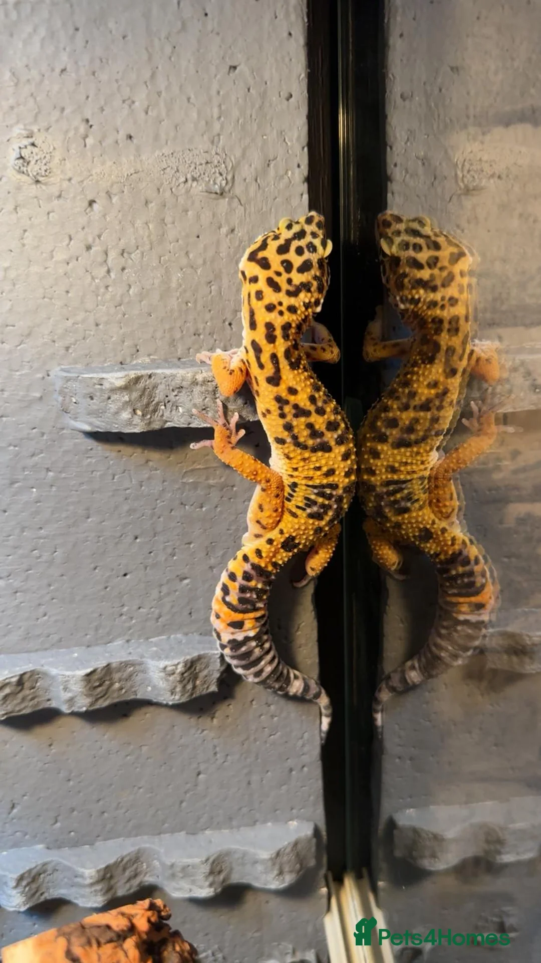 Leopard Gecko reptiles for sale: Leopard ghecko - Advert 2