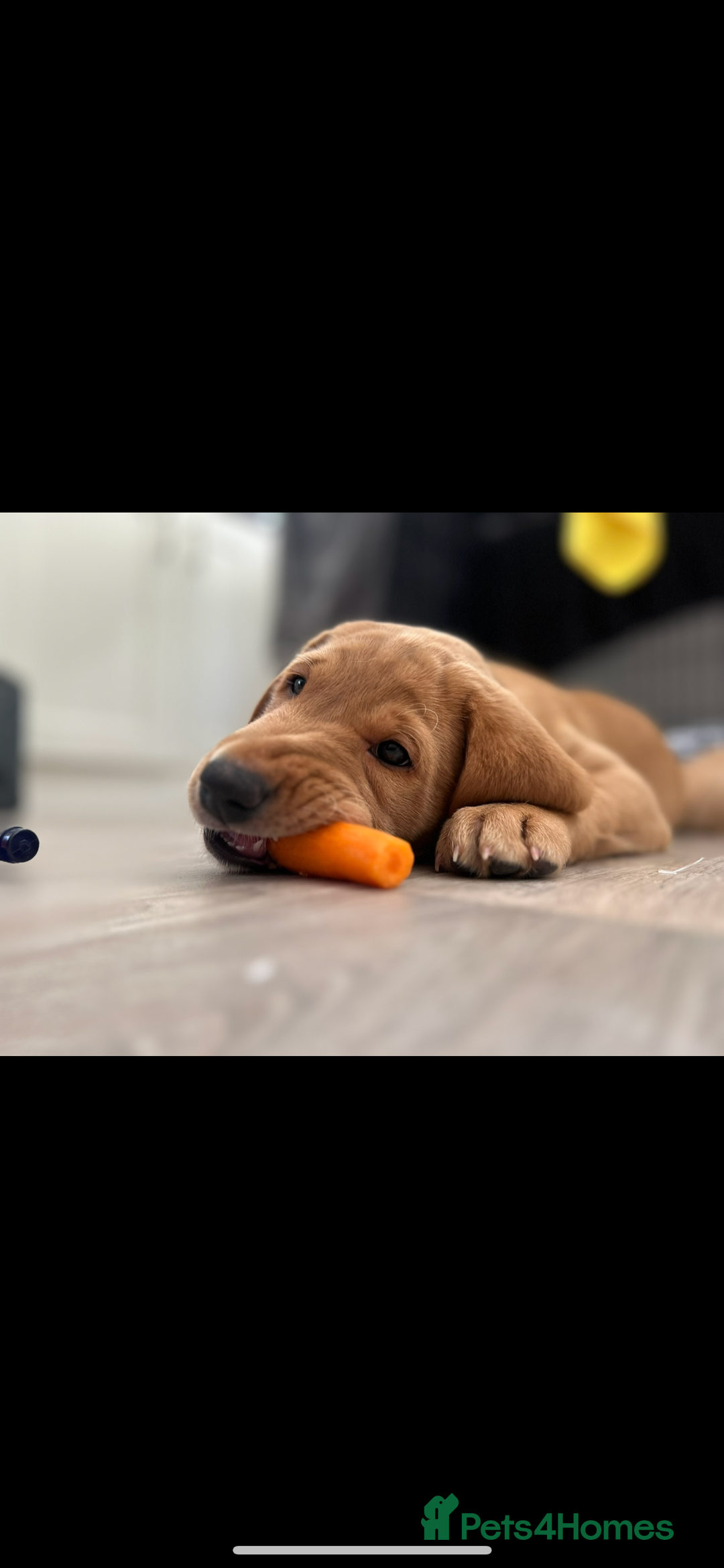 Labrador Retriever dogs for sale: 2 Labrador puppies for sale  - Image 4