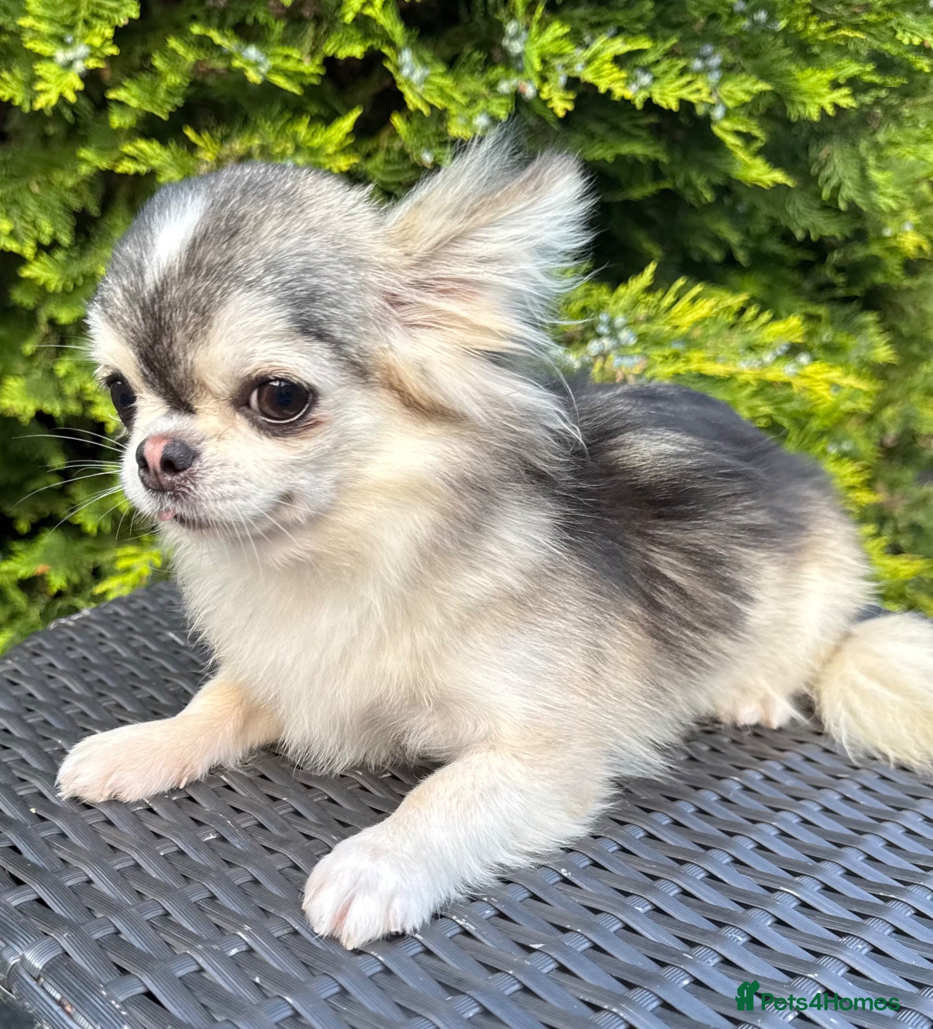 Chihuahua dogs Thailand KC registered tiny husky marking boy - Advert 3