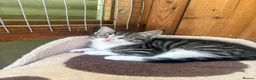 Mixed Breed cats for sale: Lovely kittens looking for their forever human - Advert 2
