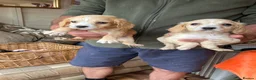 Cocker Spaniel dogs for sale: Cocker spaniel puppies 4 boys & 4 girls  in Bedlington - Advert 3