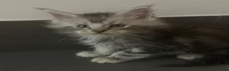 Maine Coon cats for sale: Maine coons  - Advert 4