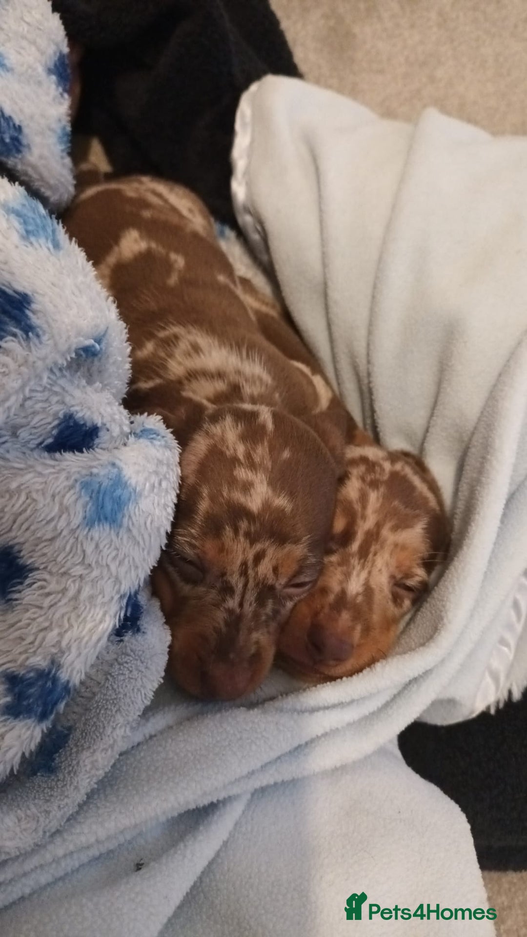 Miniature Dachshund dogs for sale: Minature short haired dachshund  - Image 10