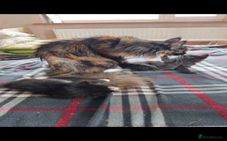 Maine Coon cats for sale: Maine-Coon kittens  - Image 2