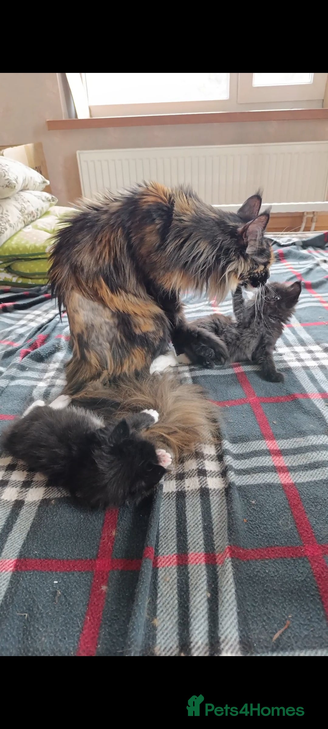 Maine Coon cats for sale: Maine-Coon kittens  - Image 2