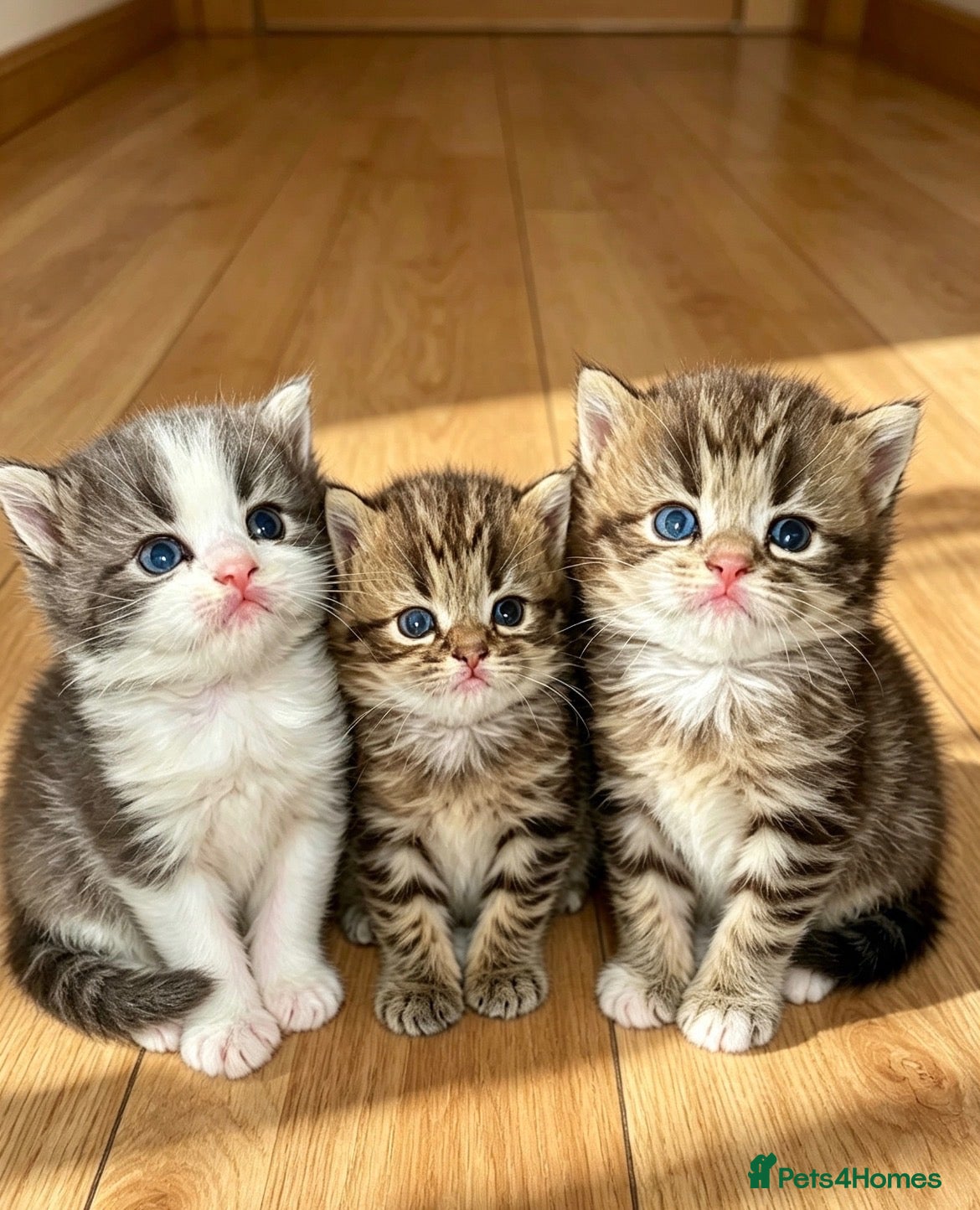 Persian cats Stunning pure Persian babies - Advert 1