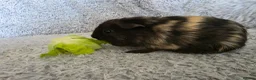 Guinea Pig rodents for sale: 2 boys bonded  - Advert 5