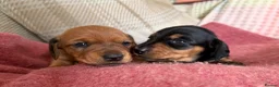 Miniature Dachshund dogs for sale: CHAMPION LINE KC REG & PRA CLEAR MINIS LOW COI - Advert 17