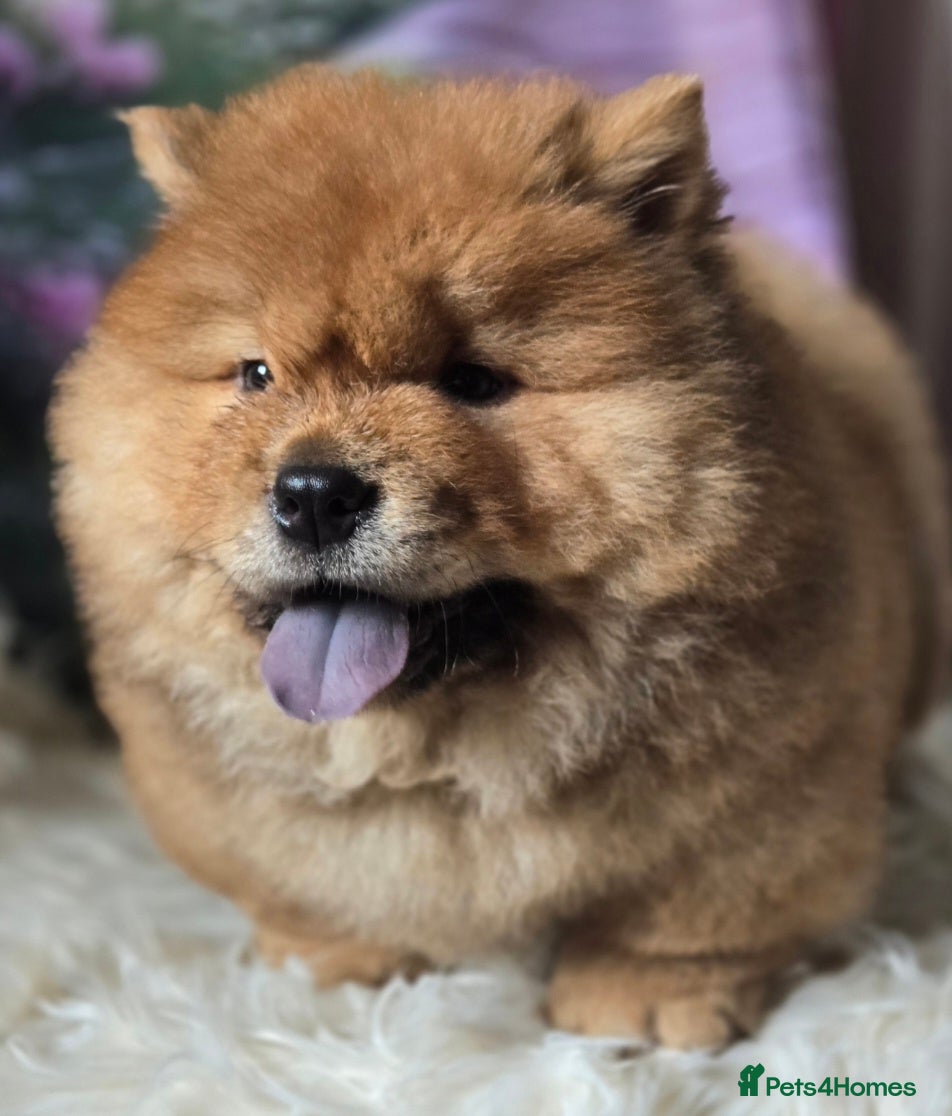 Chow Chow dogs Beautiful Chow girls available now  - Advert 2