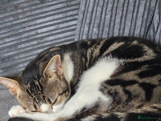 Domestic Shorthair cats Brother and Sister domestic short hair - Advert 2