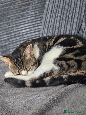 Domestic Shorthair cats Brother and Sister domestic short hair - Advert 1