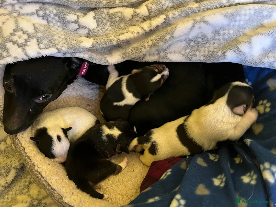 Mixed Breed dogs for sale: Jack Chi puppies, 5 boys, ready end of Feb - Advert 5