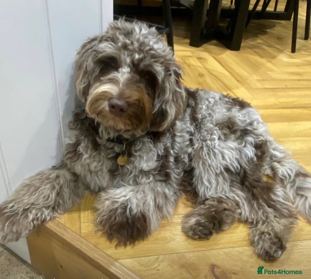 Australian Labradoodle dogs for stud: Australian Labradoodle Stud Dog in Driffield - Advert 7