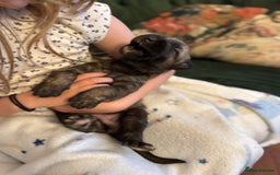 Irish Wolfhound dogs for sale: Stunning litter of Irish Wolfhound puppies - Image 5