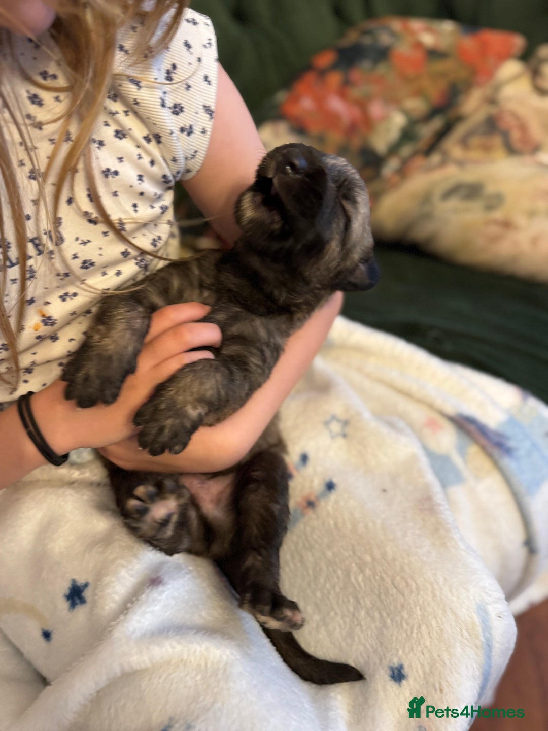 Irish Wolfhound dogs for sale: Stunning litter of Irish Wolfhound puppies - Image 5