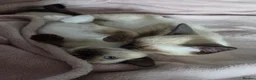Snowshoe cats for sale: Seal Point Snowshoe kittens - two left - Advert 17