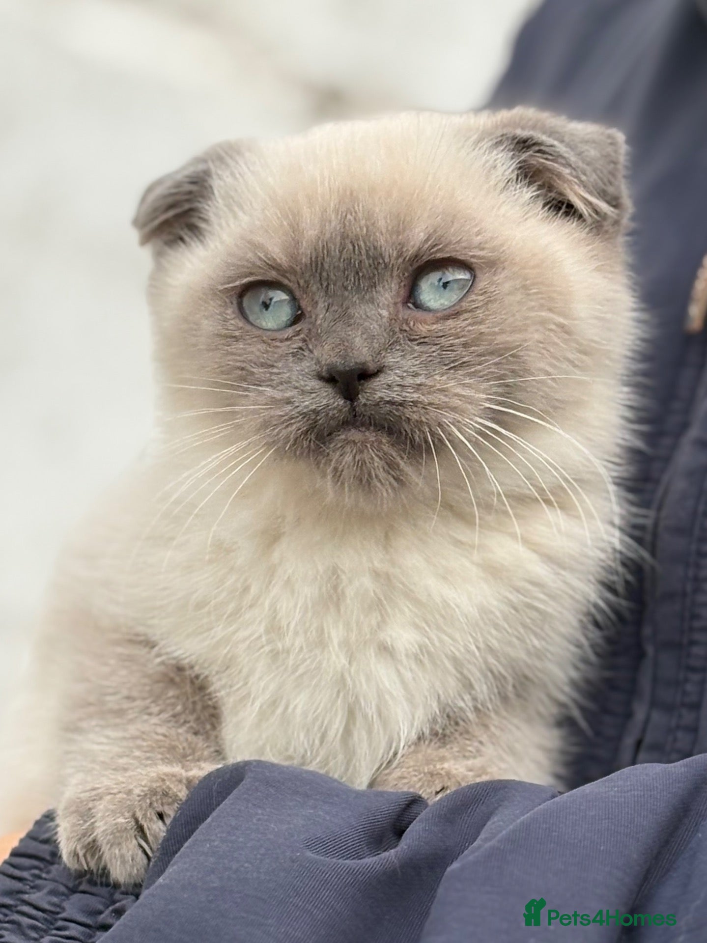 Scottish Fold cats for sale: Scottish fold X BSH - Advert 1